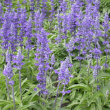 Salvia Lyrica vaso 14