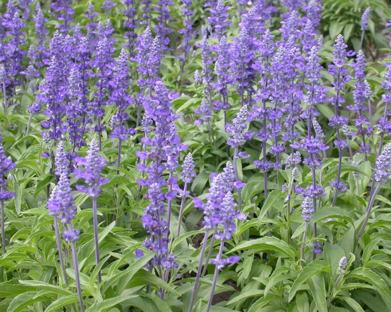 Salvia Lyrica vaso 14