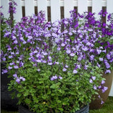 Salvia So cool vaso 14