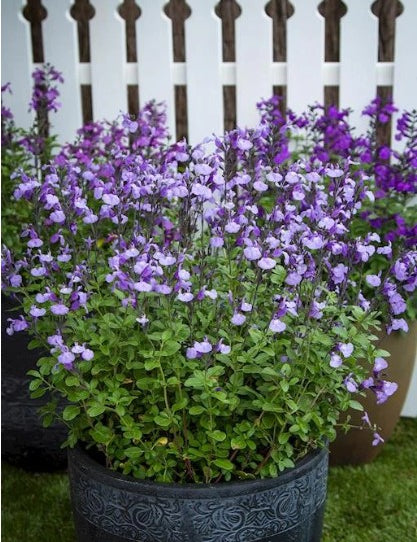 Salvia So cool vaso 14