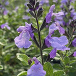 Salvia So cool vaso 14