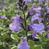 Salvia So cool vaso 14