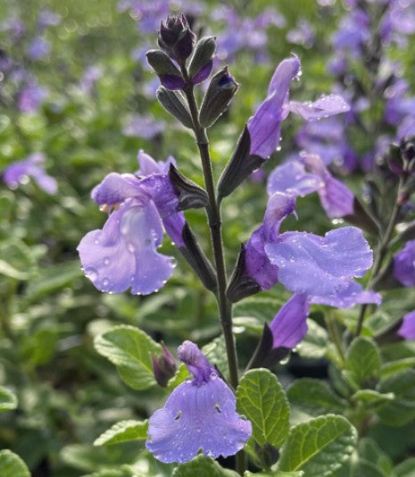 Salvia So cool vaso 14