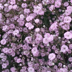 Gypsophila paniculata Pink Festival vaso 9