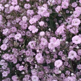 Gypsophila paniculata Pink Festival vaso 9