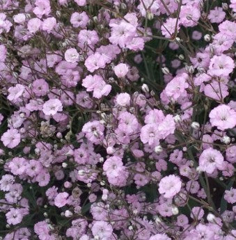 Gypsophila paniculata Pink Festival vaso 9