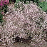 Gypsophila paniculata Pink Festival vaso 9