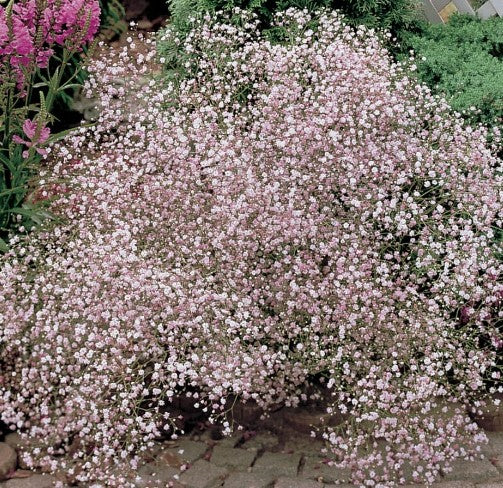 Gypsophila paniculata Pink Festival vaso 9