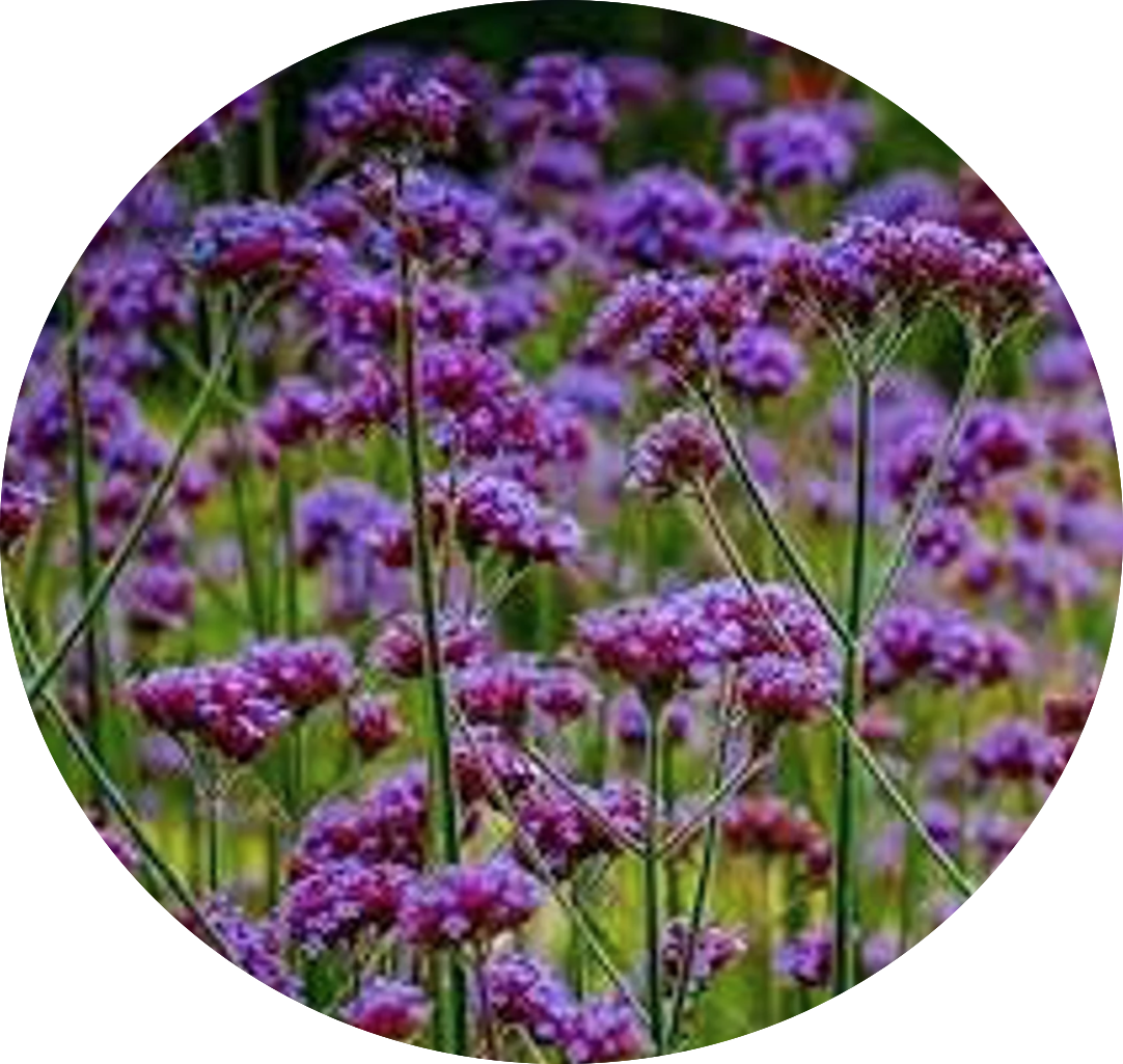 Verbena Bonariensis Lollipop vaso 9