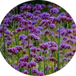 Verbena Bonariensis Lollipop vaso 9