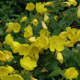 Oenothera Tetragona vaso 9