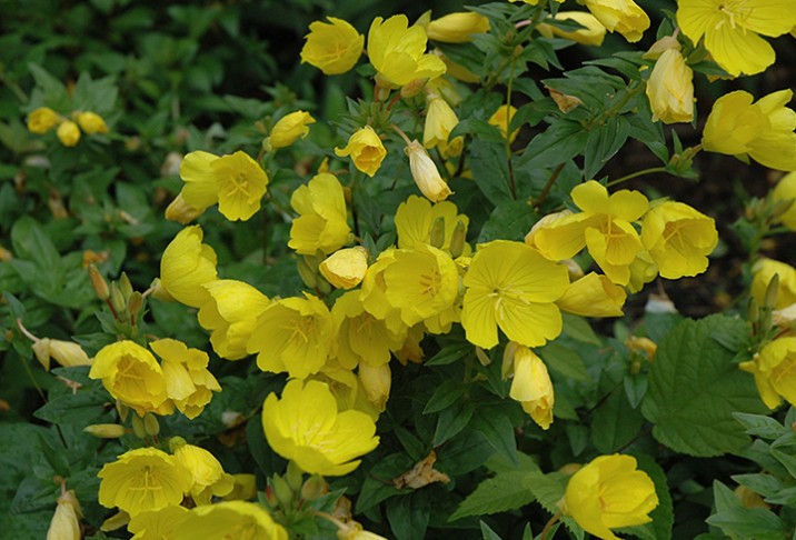 Oenothera Tetragona vaso 9