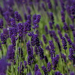 Lavandula angustifolia 'Hidecote Blue' vaso 9