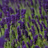 Lavandula angustifolia 'Hidecote Blue' vaso 9