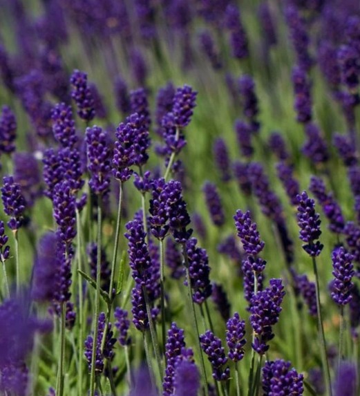 Lavandula angustifolia 'Hidecote Blue' vaso 9