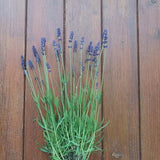 Lavandula angustifolia 'Hidecote Blue' vaso 9