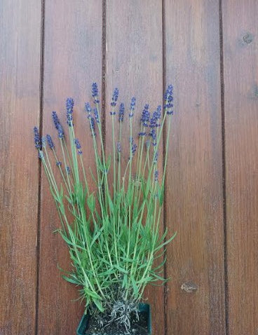 Lavandula angustifolia 'Hidecote Blue' vaso 9
