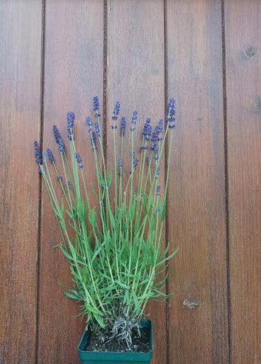 Lavandula angustifolia 'Hidecote Blue' vaso 9