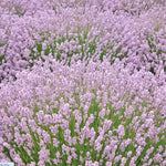 Lavandula angustifolia 'Rosea' vaso 9