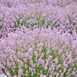 Lavandula angustifolia 'Rosea' vaso 9
