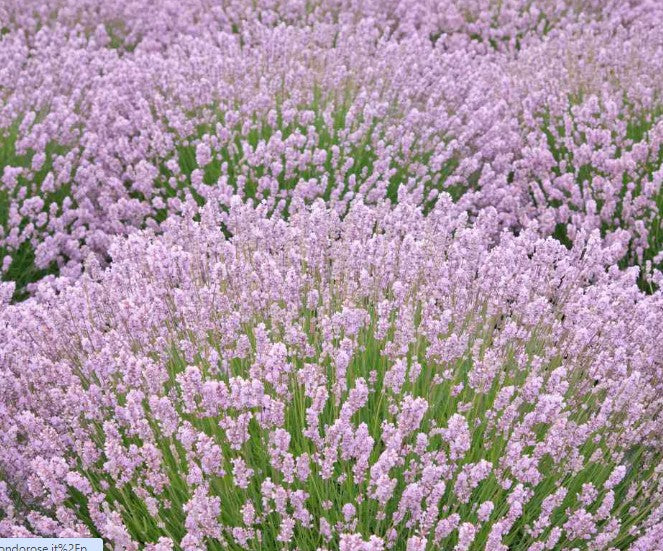 Lavandula angustifolia 'Rosea' vaso 9