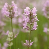 Lavandula angustifolia 'Rosea' vaso 9