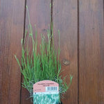 Lavandula angustifolia 'Edelweiß' vaso 9