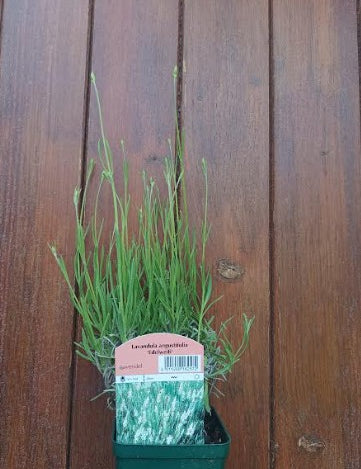 Lavandula angustifolia 'Edelweiß' vaso 9