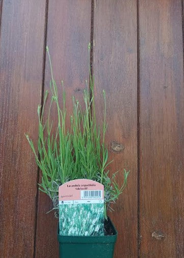 Lavandula angustifolia 'Edelweiß' vaso 9