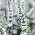 Lavandula angustifolia 'Edelweiß' vaso 9