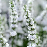 Lavandula angustifolia 'Edelweiß' vaso 9