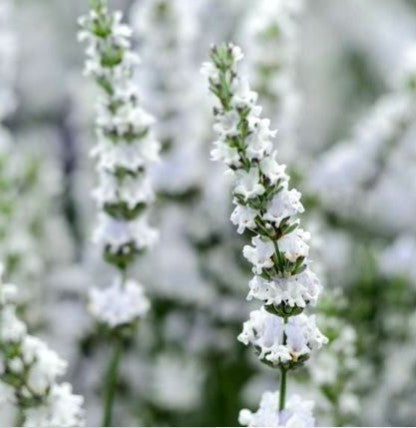 Lavandula angustifolia 'Edelweiß' vaso 9
