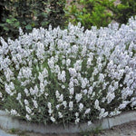 Lavandula angustifolia 'Edelweiß' vaso 9