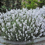 Lavandula angustifolia 'Edelweiß' vaso 9