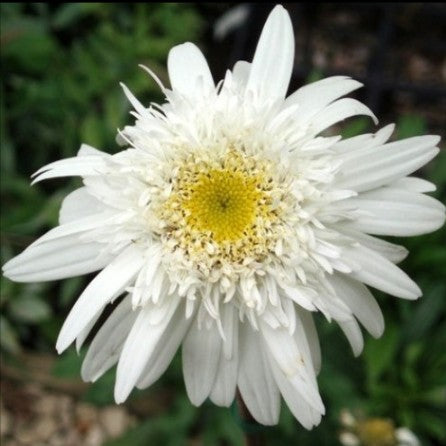 Leucanthemumx superbum 'Stina'