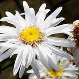 Leucanthemumx superbum 'Polaris'