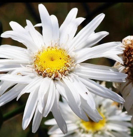 Leucanthemumx superbum 'Polaris'