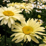 Leucanthemum x superbum 'Goldfinch' vaso 9
