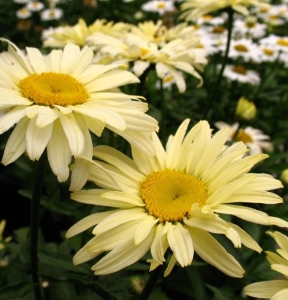 Leucanthemum x superbum 'Goldfinch' vaso 9