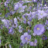 Linum perenne nanum 'Saphyr' vaso 9