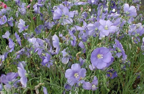 Linum perenne nanum 'Saphyr' vaso 9