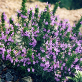 Satureja Montana Illyrica vaso 9