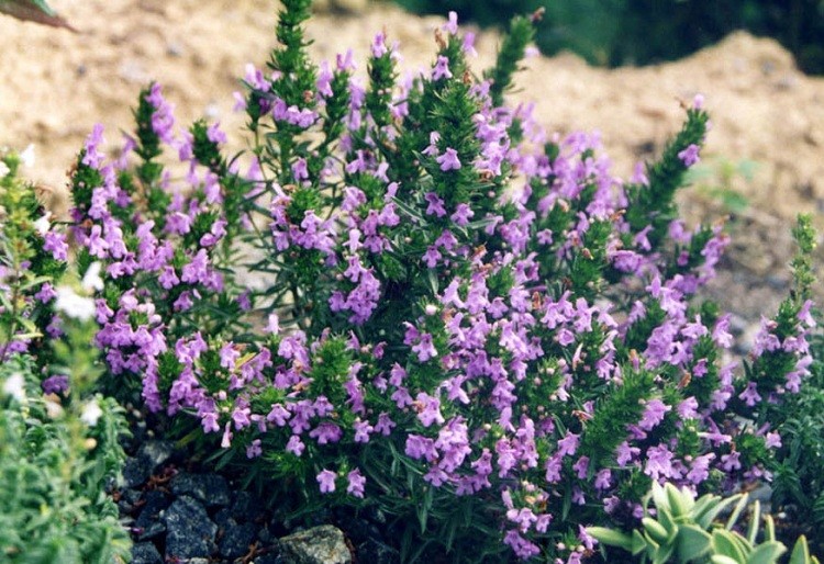 Satureja Montana Illyrica vaso 9