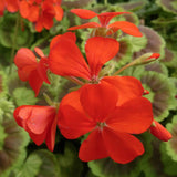 Pelargonium Marcheal Mac Mahon vaso