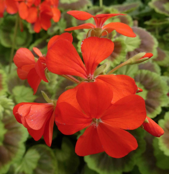 Pelargonium Marcheal Mac Mahon vaso