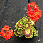 Pelargonium Marcheal Mac Mahon vaso