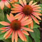Echinacea Giallo e rosa v.14