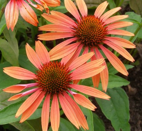 Echinacea Giallo e rosa v.14