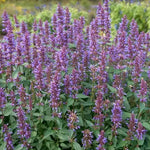 Agastache 'spp mista' vaso 14