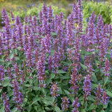 Agastache 'spp mista' vaso 14